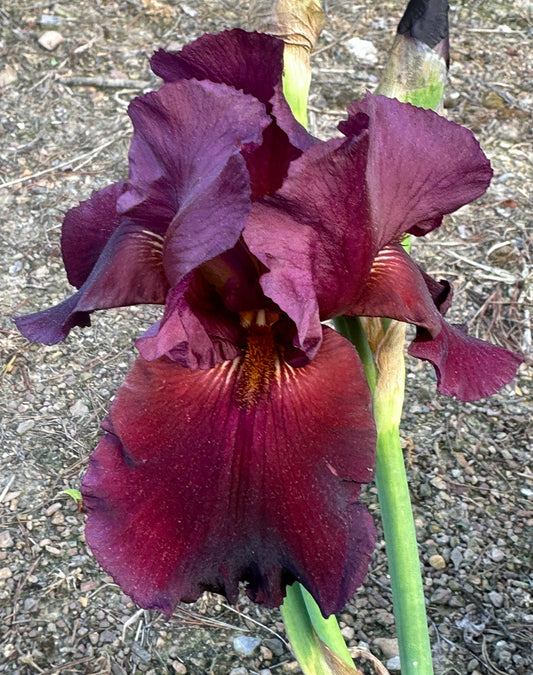 Unidentified Red TB #1