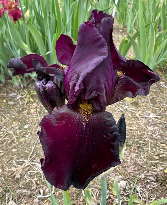 Black Pansy