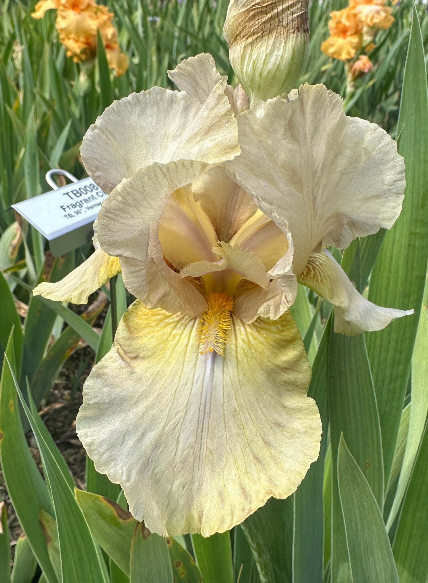 Fragrant Cloud