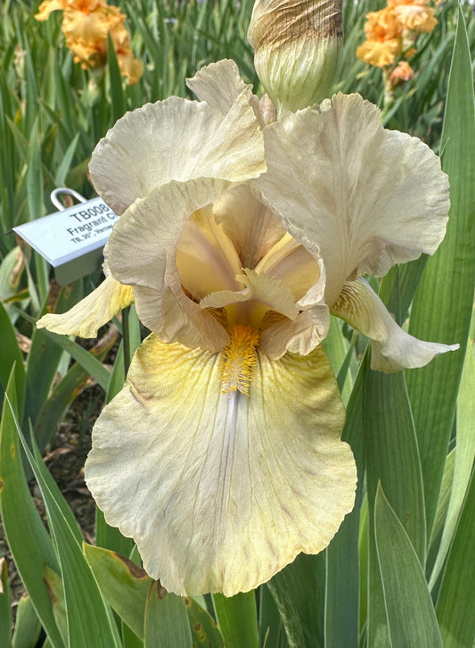 Fragrant Cloud