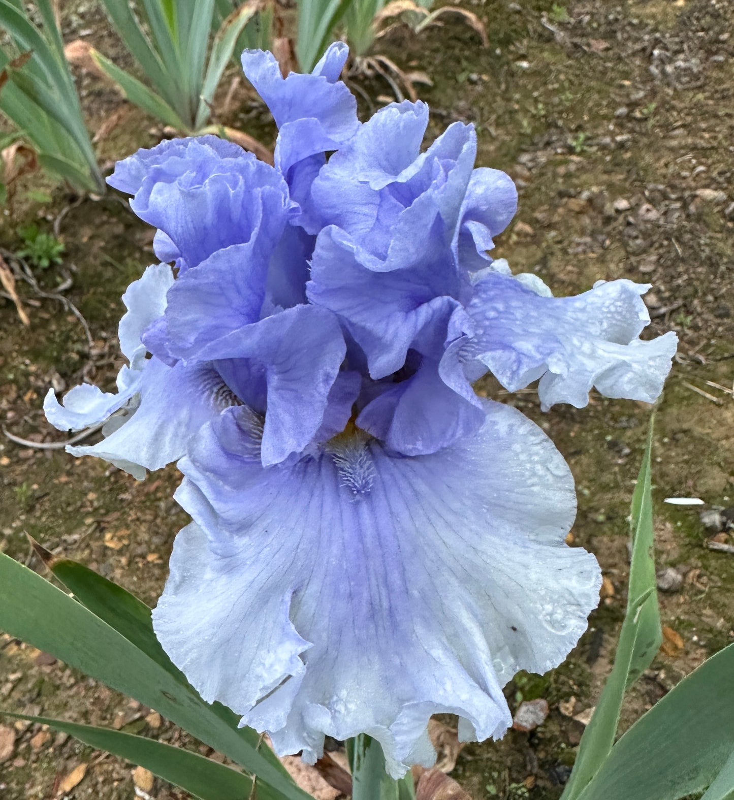 Unidentified Blue TB #1