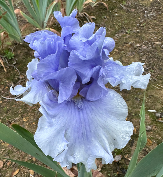 Unidentified Blue TB #1