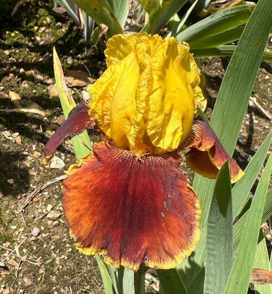 Unidentified Yellow & Red TB #1