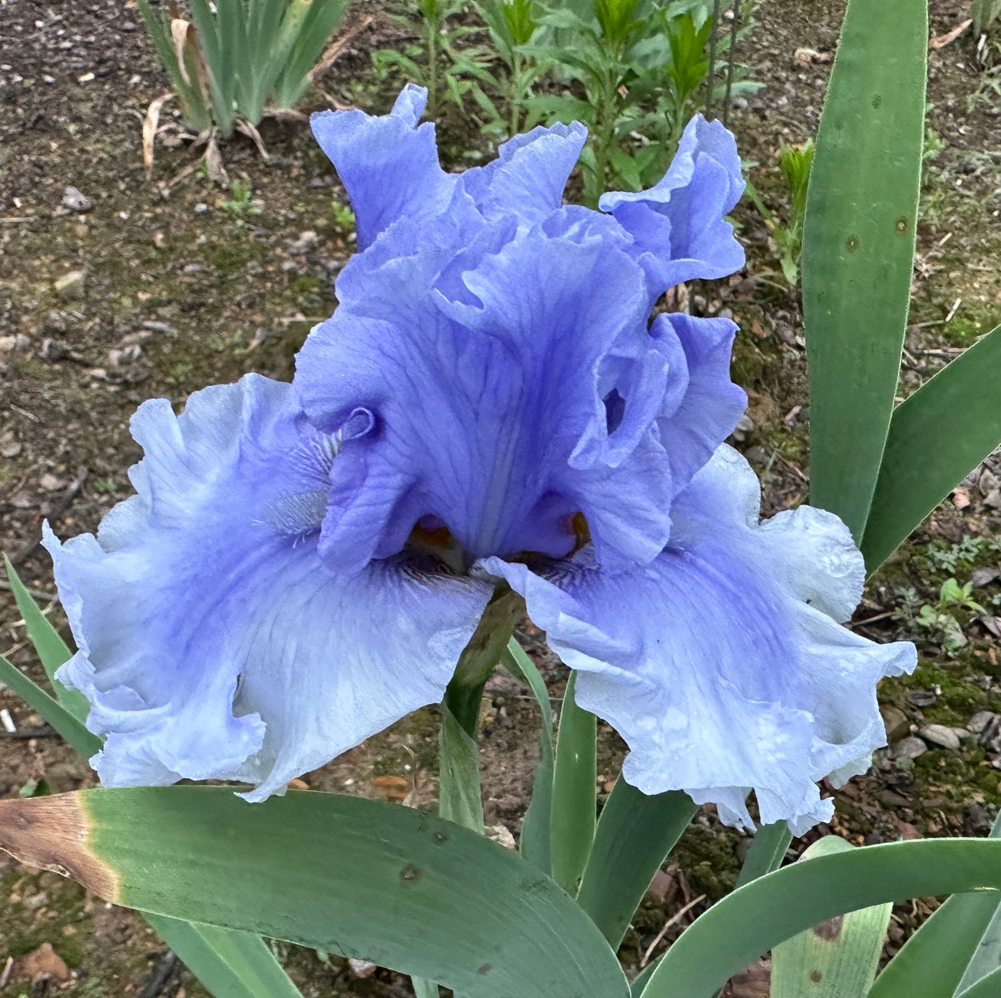 Unidentified Blue TB #1