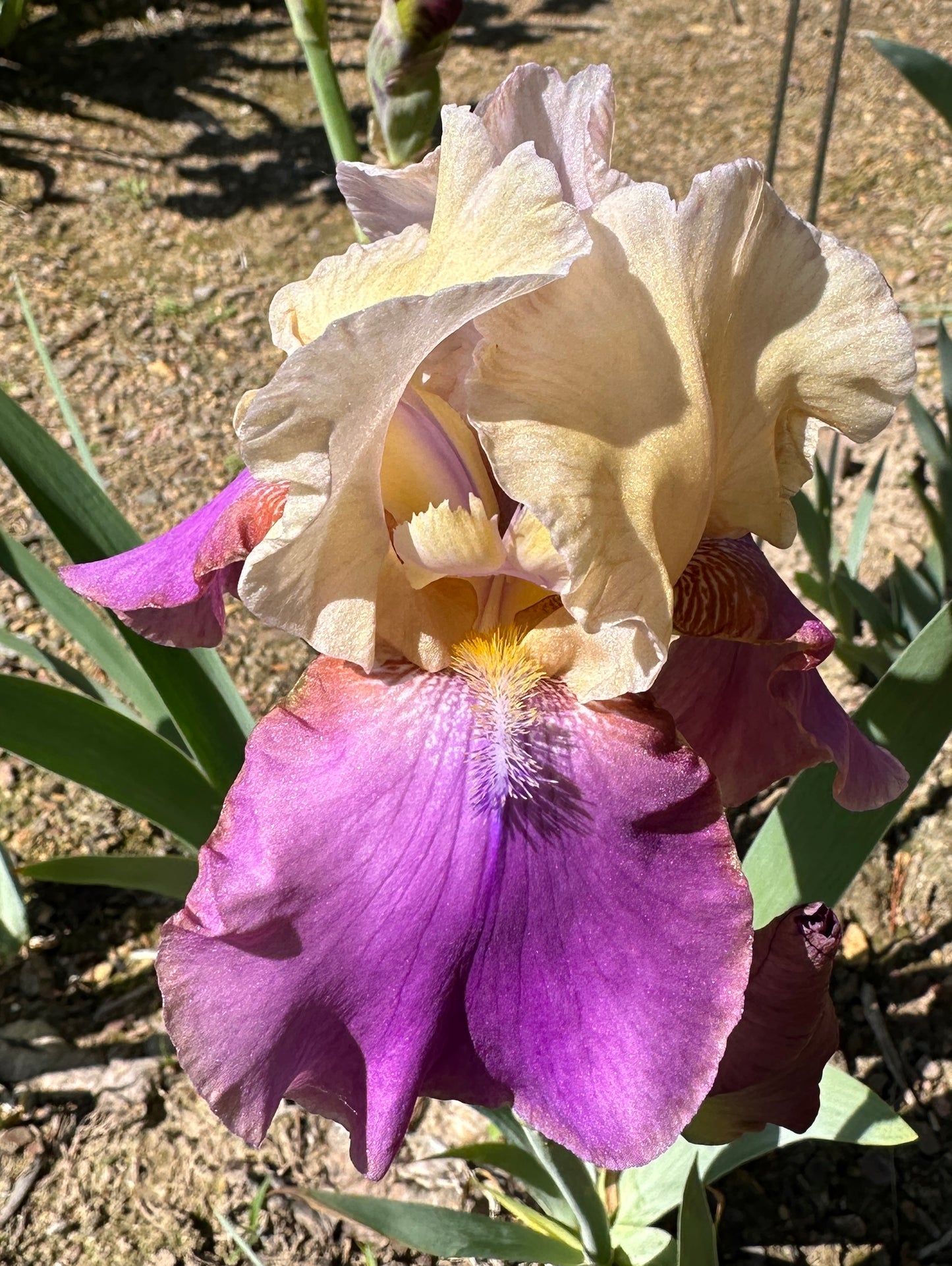 Unidentified Yellow & Purple TB #1
