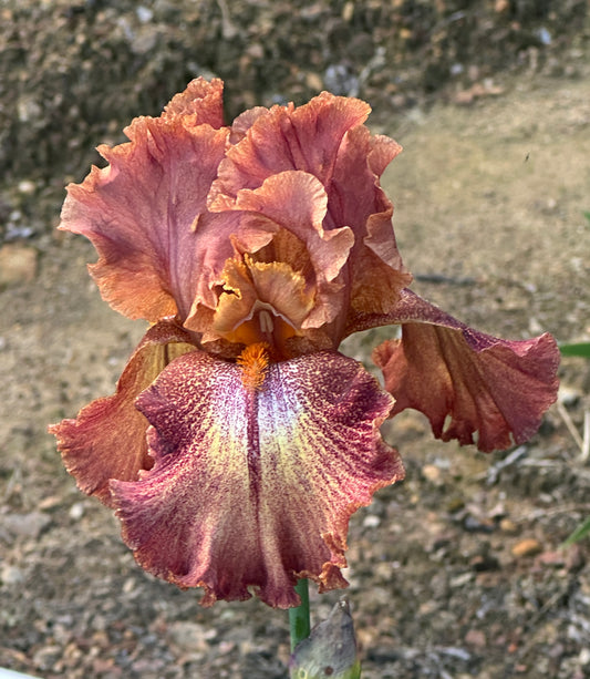 Ruffled Copper Sunset