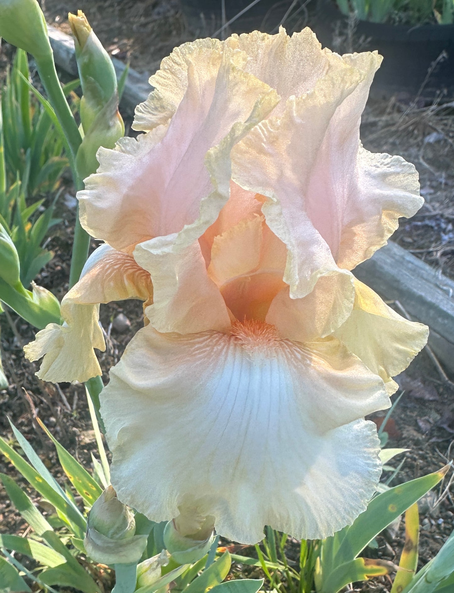 Feminine Charm