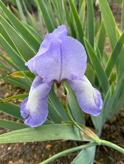 Blue Shimmer
