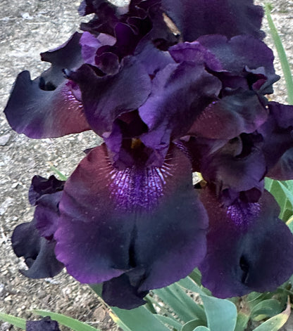 Unidentified Black TB #3