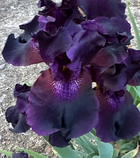 Unidentified Black TB #3