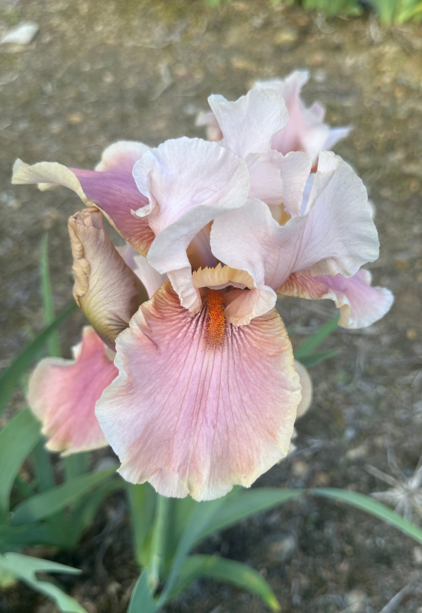 Unidentified Pink Bitone TB