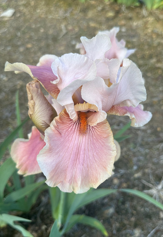 U0015