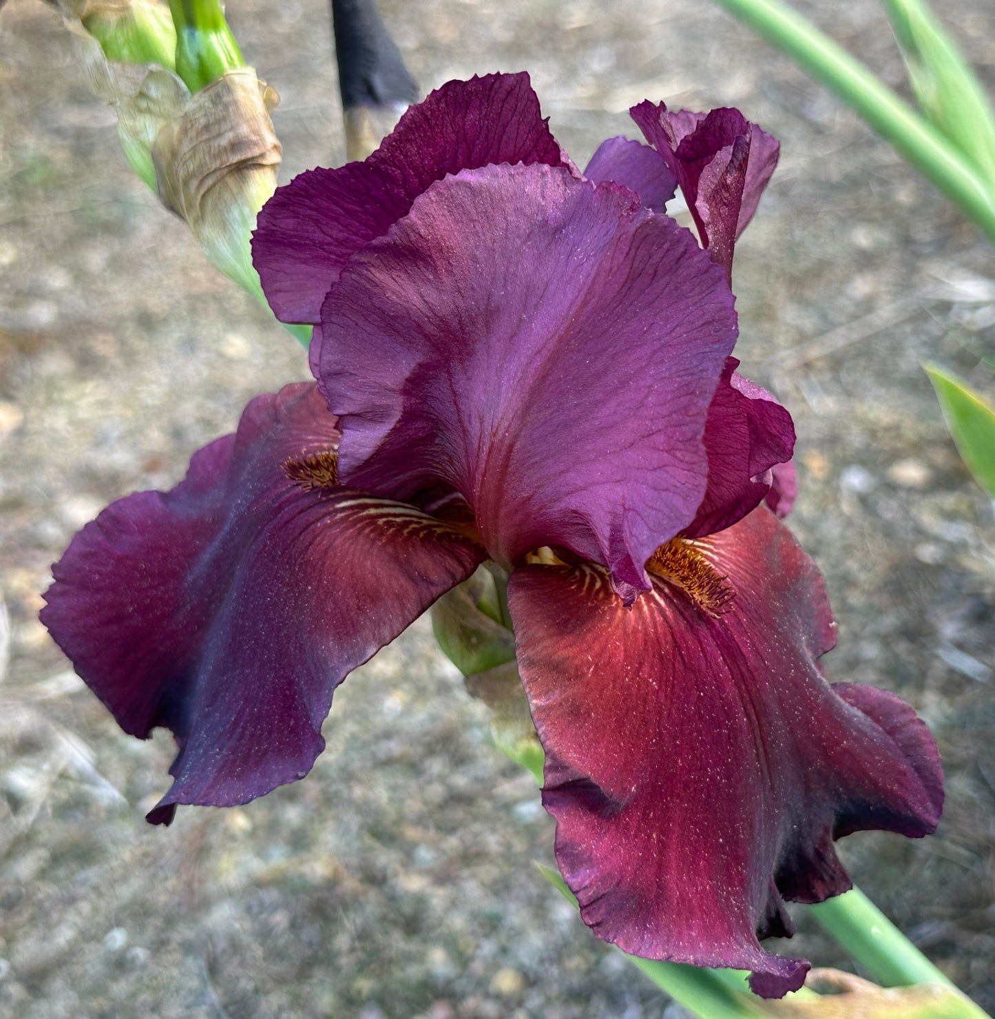 Unidentified Red TB #1