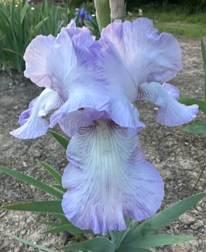 Alpine Morn