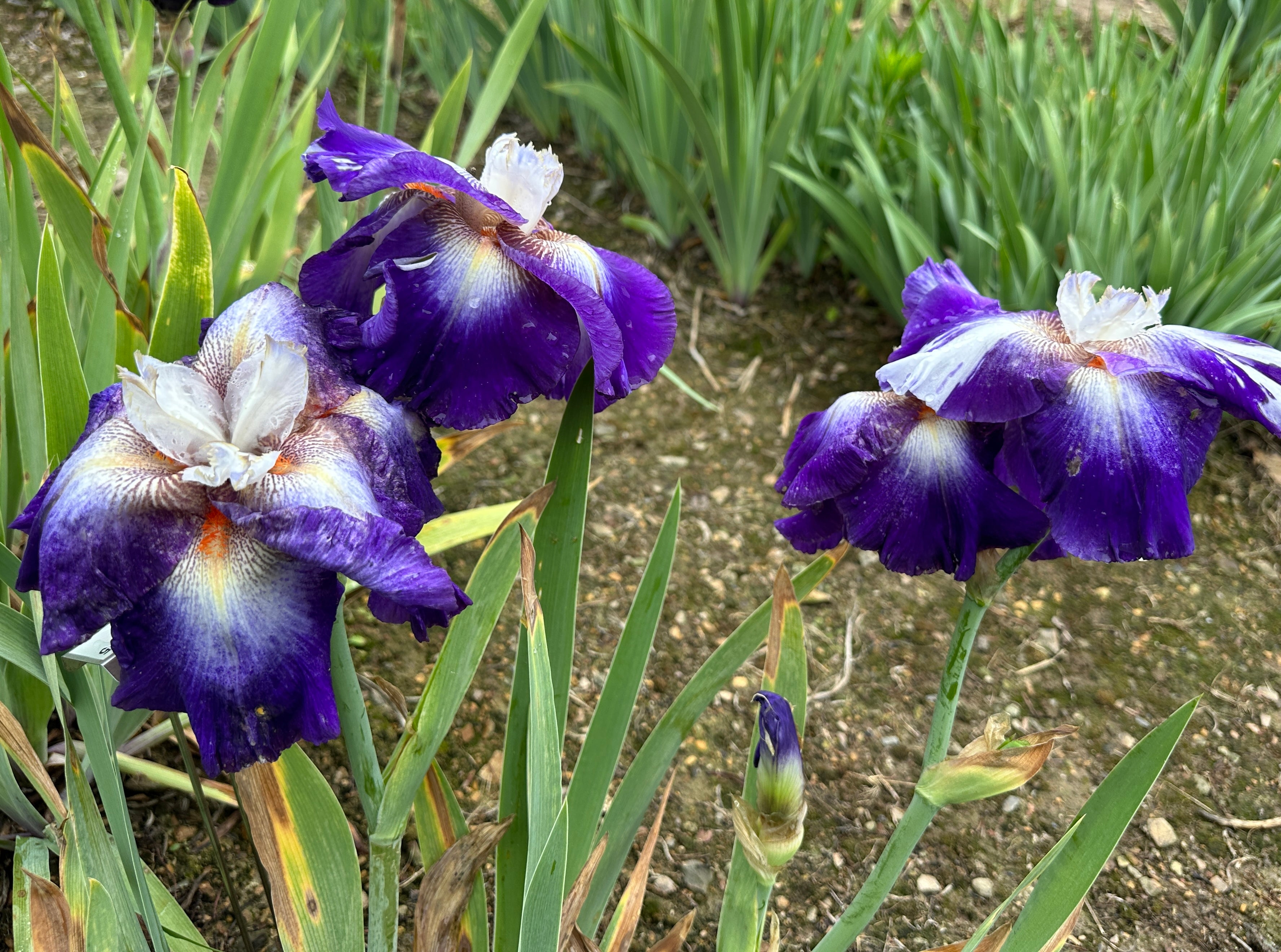 Chaos Theory - Tall Bearded Iris (TB) – Exline Iris Garden