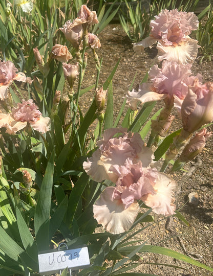 Unidentified Pink TB #1