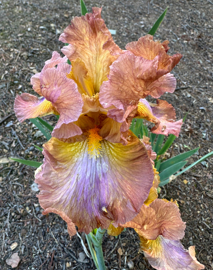 Unidentified Red Tan Blend TB