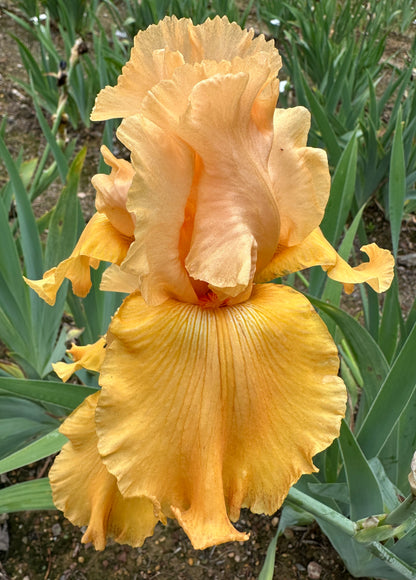 Unidentified Orange TB #1