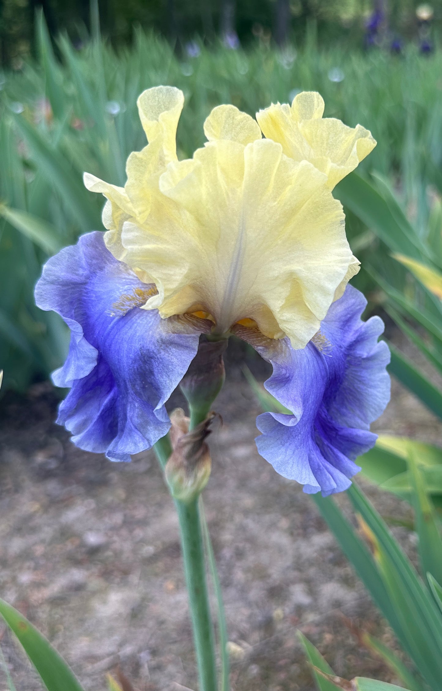 Unidentified Yellow & Purple TB #3