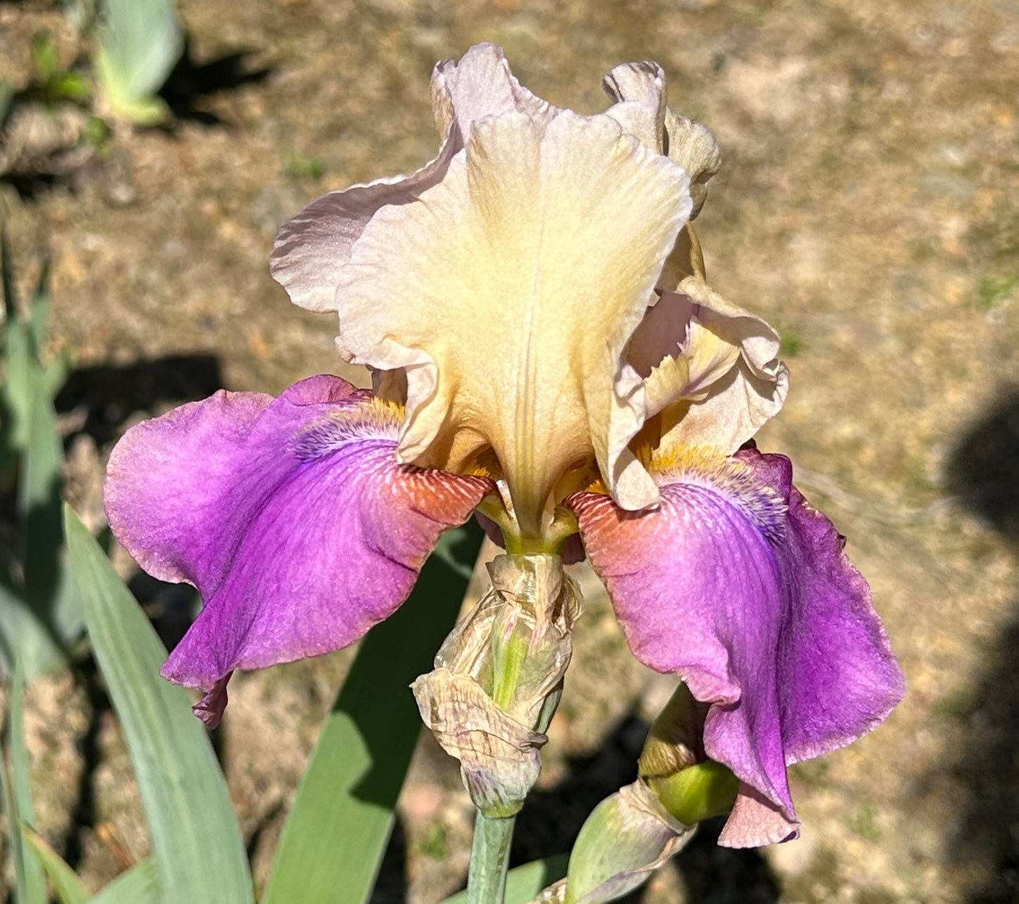Unidentified Yellow & Purple TB #1
