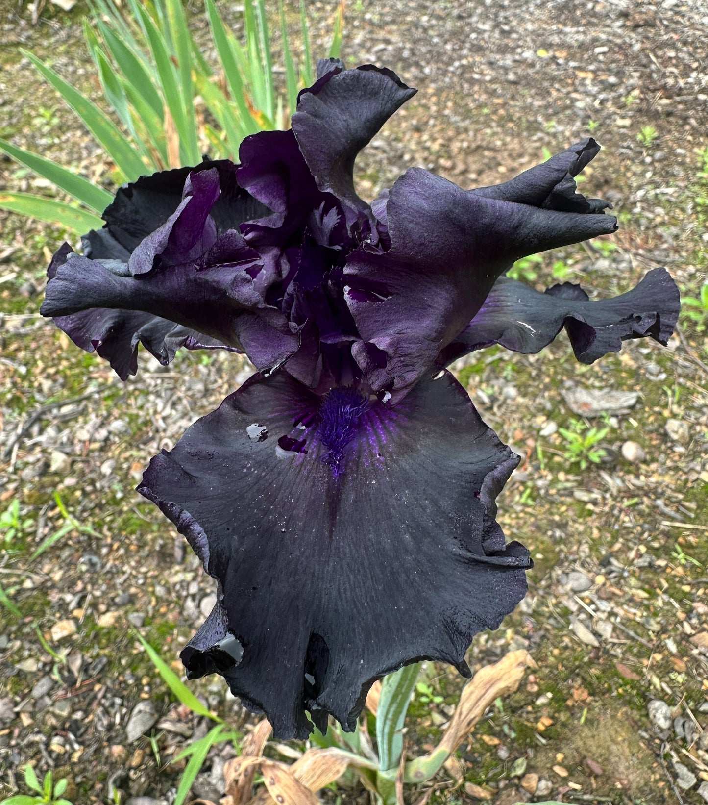 Unidentified Black TB #1