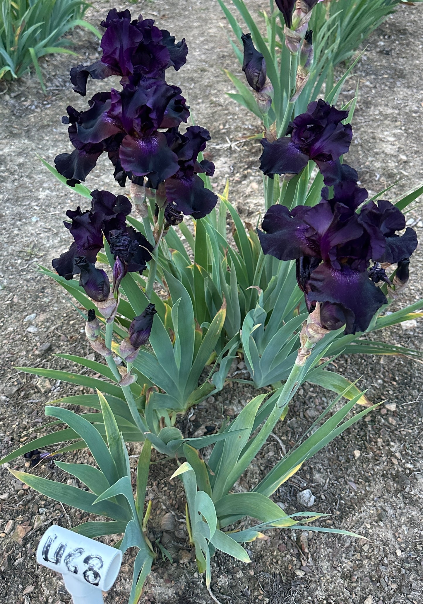 Unidentified Black TB #3
