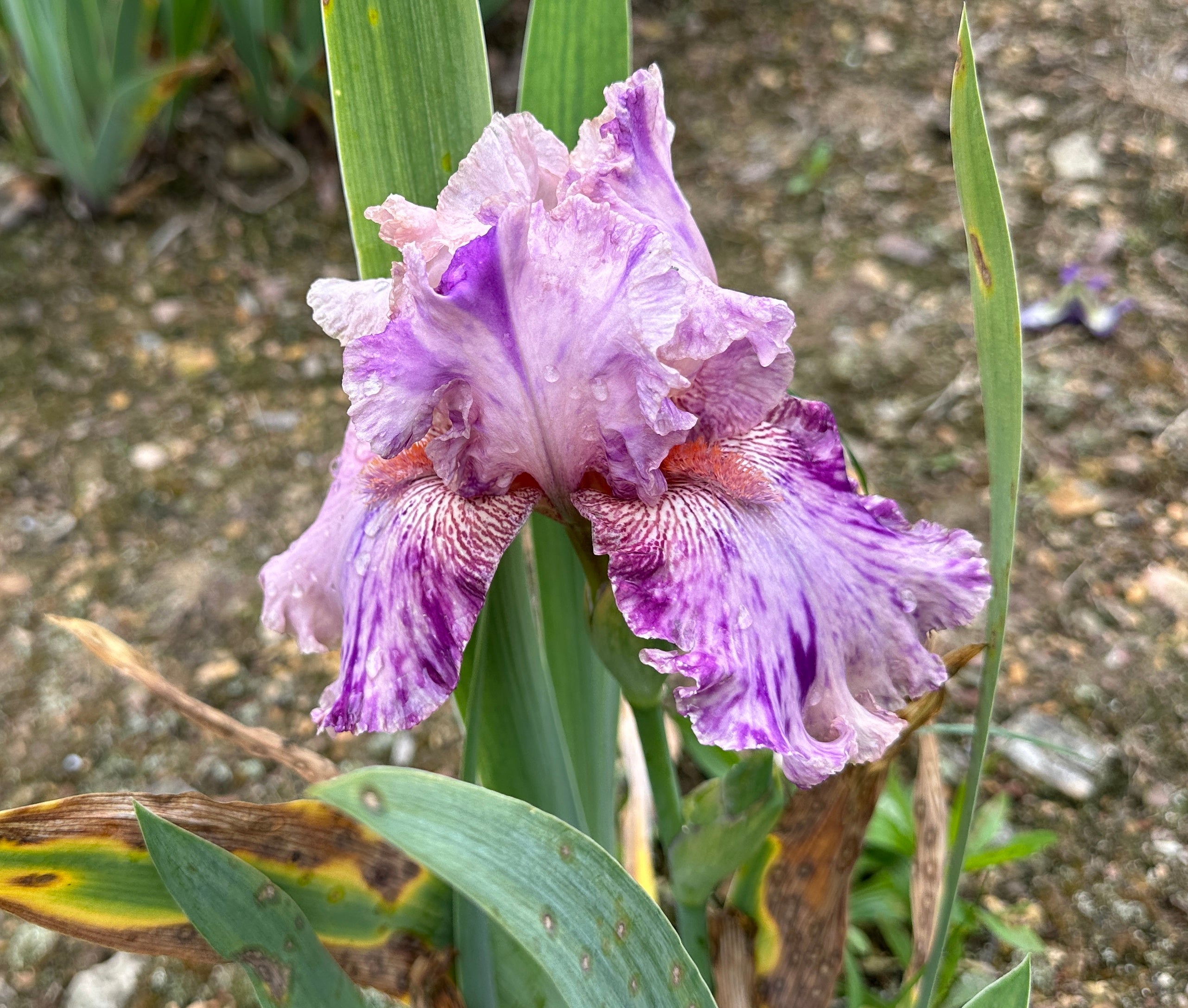 Isn't This Something - Tall Bearded Iris (TB) – Exline Iris Garden