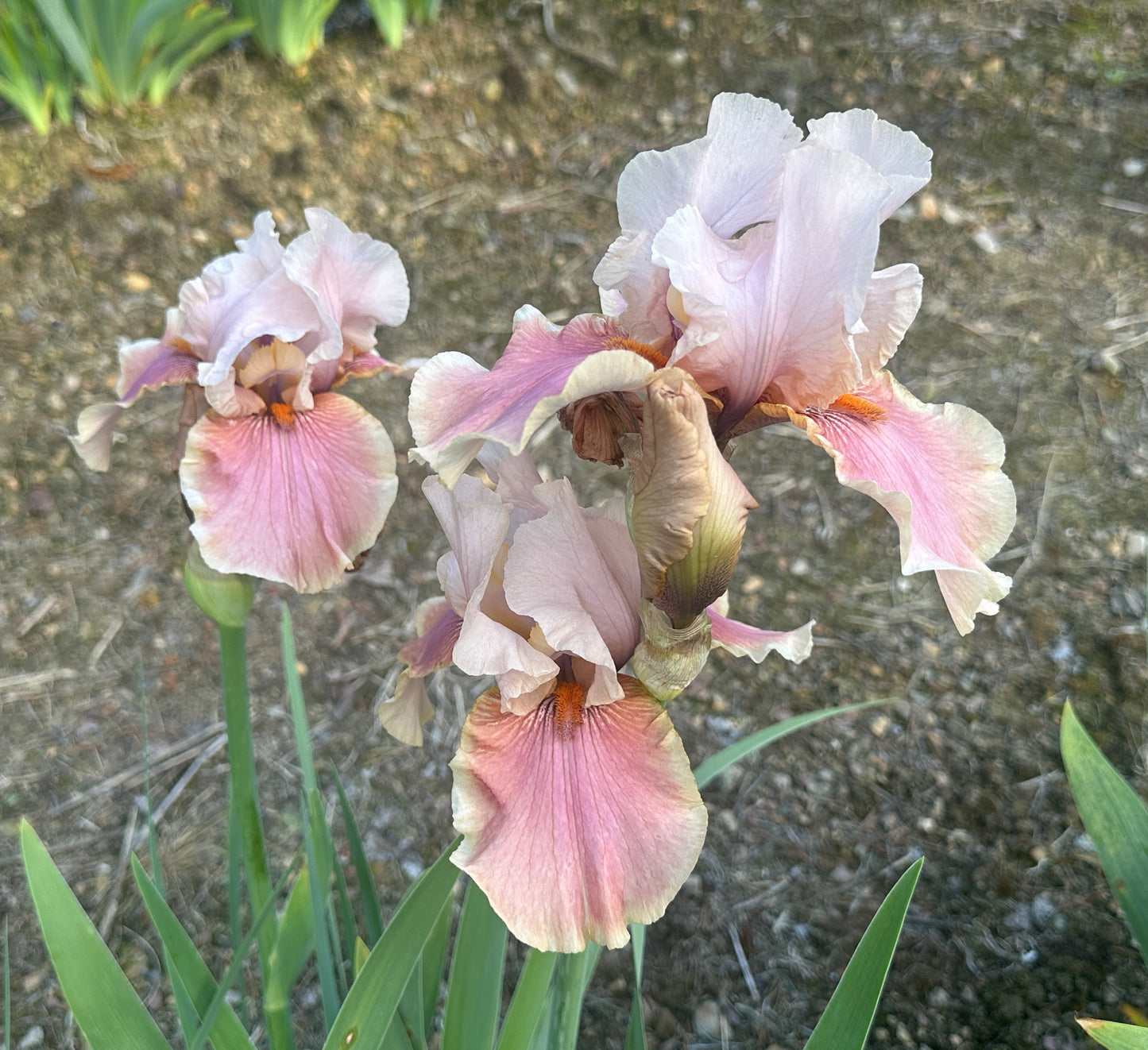 Unidentified Pink Bitone TB