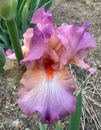 Mountain Rose