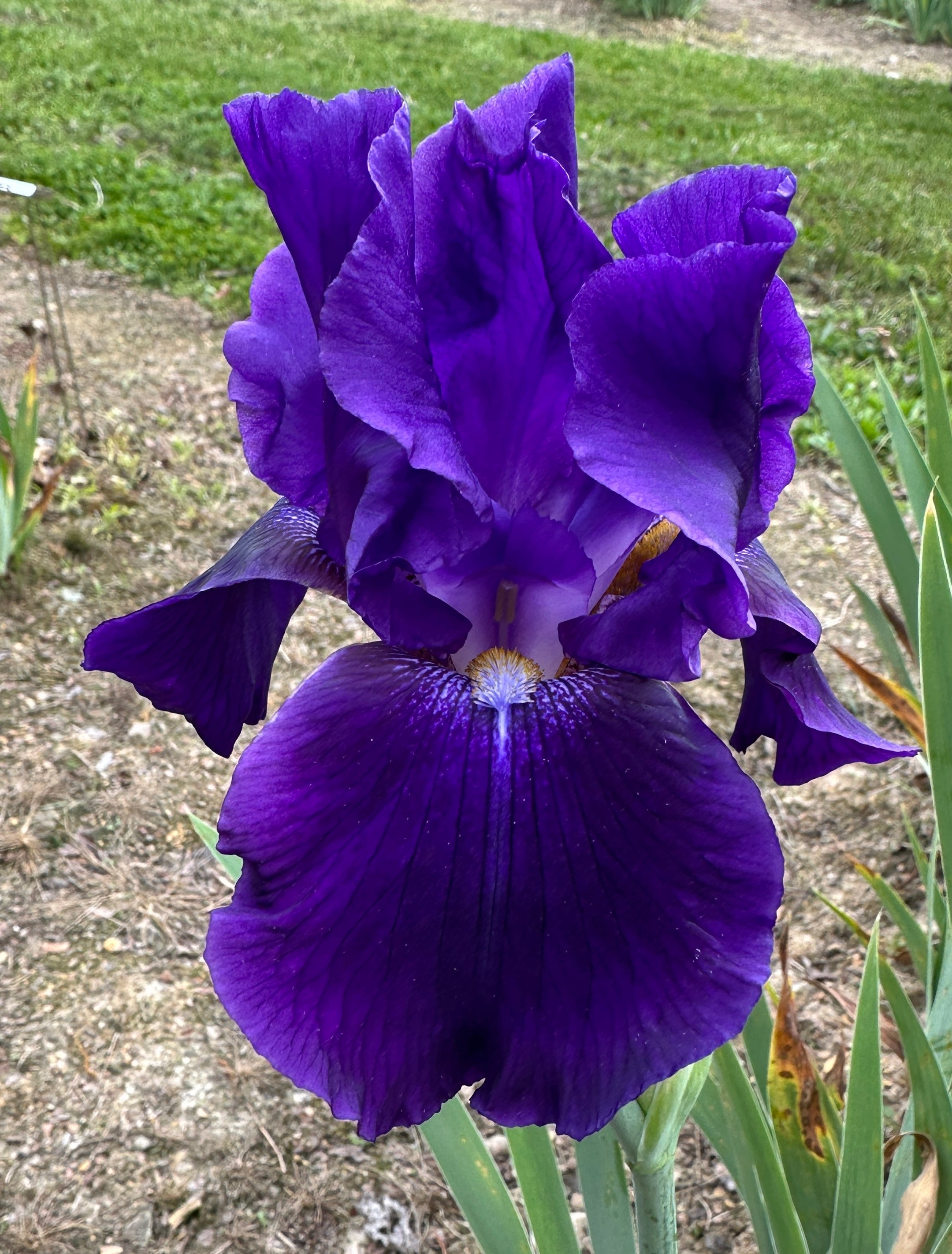 Irises- Z – Exline Iris Garden