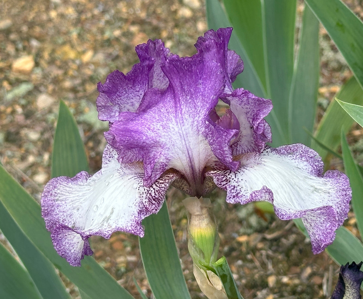 Unidentified Purple & White Plicata TB #2