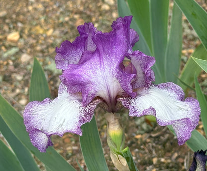 Unidentified Purple & White Plicata TB #2