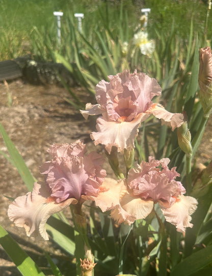 Unidentified Pink TB #1
