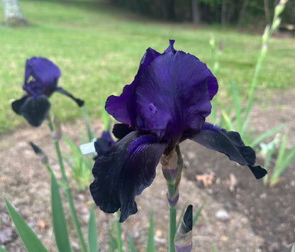 Deep Black