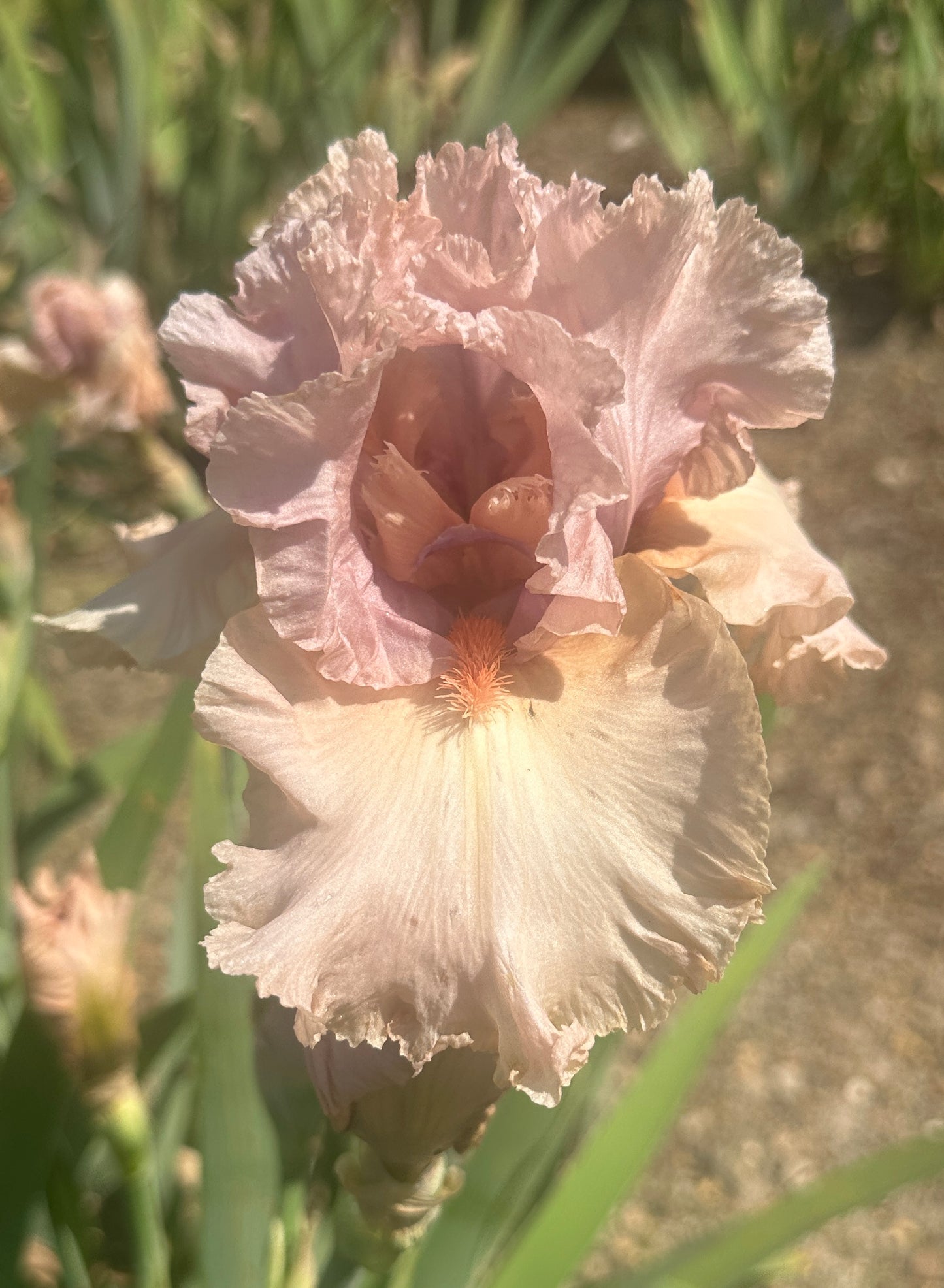 Unidentified Pink TB #1