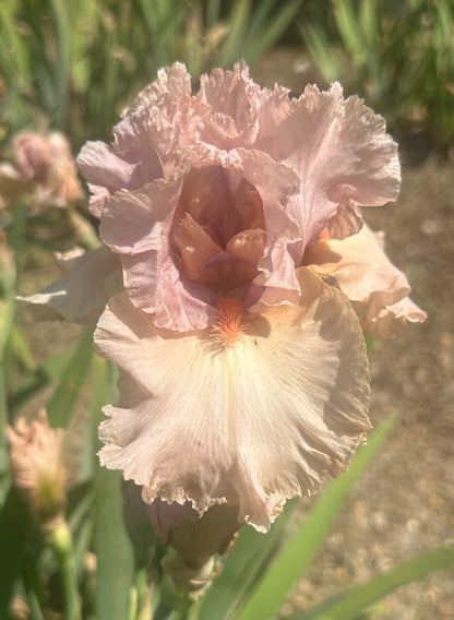 Unidentified Pink TB #1