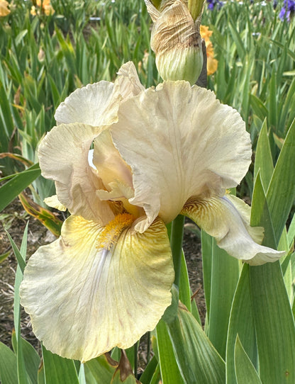 Fragrant Cloud