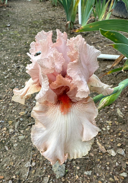 Pink Pincurls