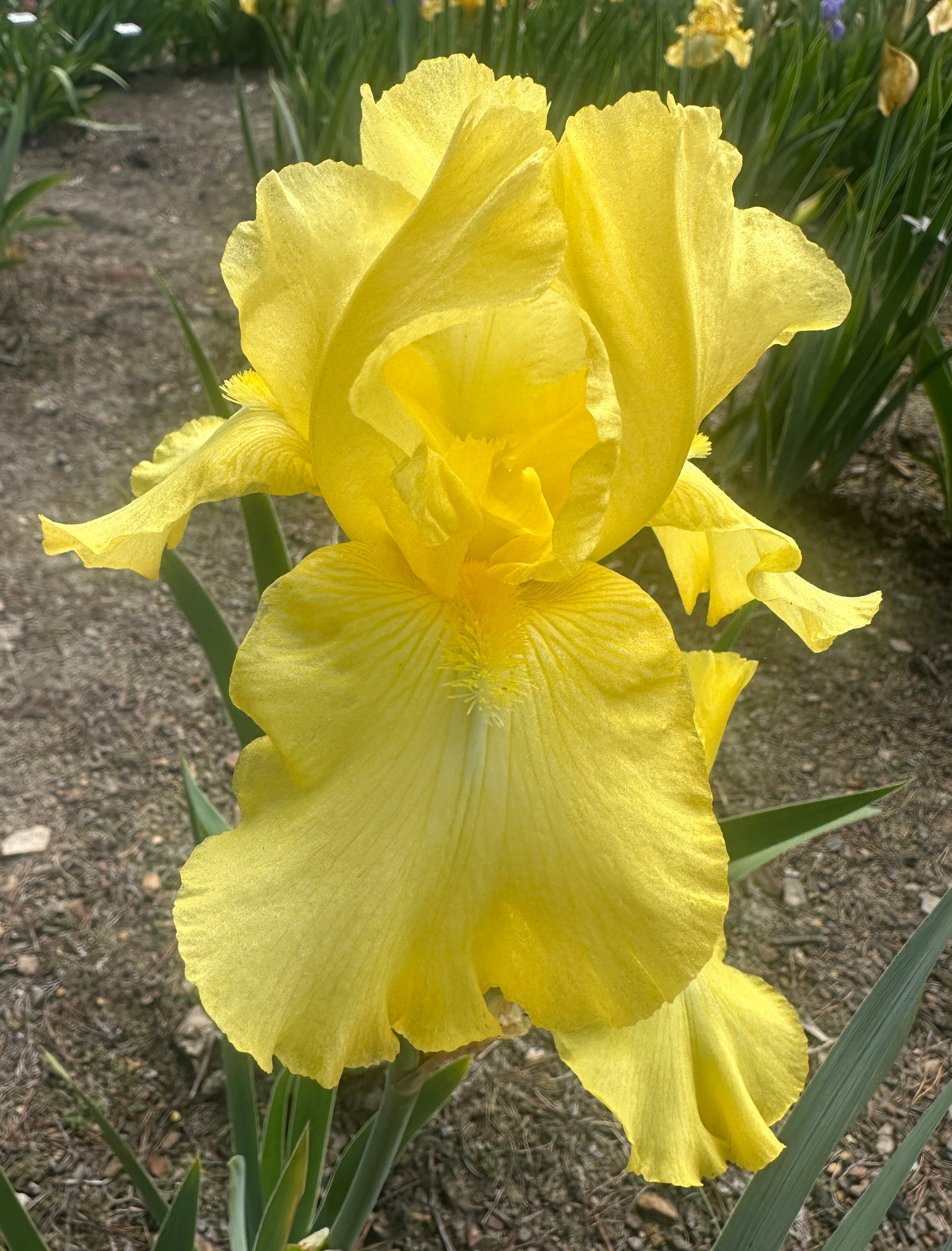 Well Endowed - Tall Bearded Iris (TB) – Exline Iris Garden