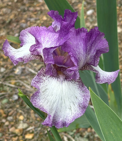 Unidentified Purple & White Plicata TB #2