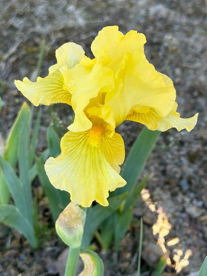 The flower Rhea Peerz - Intermediate Bearded Iris (IB)