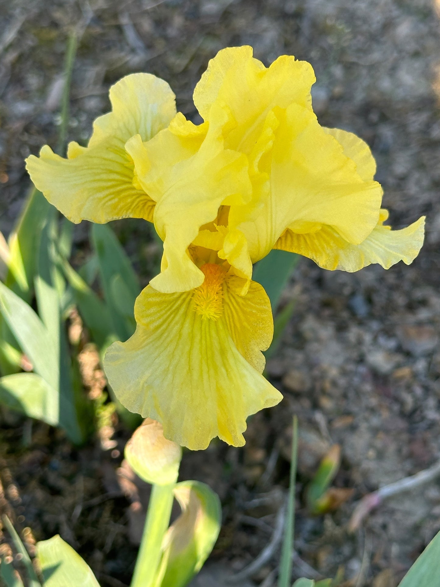 The flower Rhea Peerz - Intermediate Bearded Iris (IB)