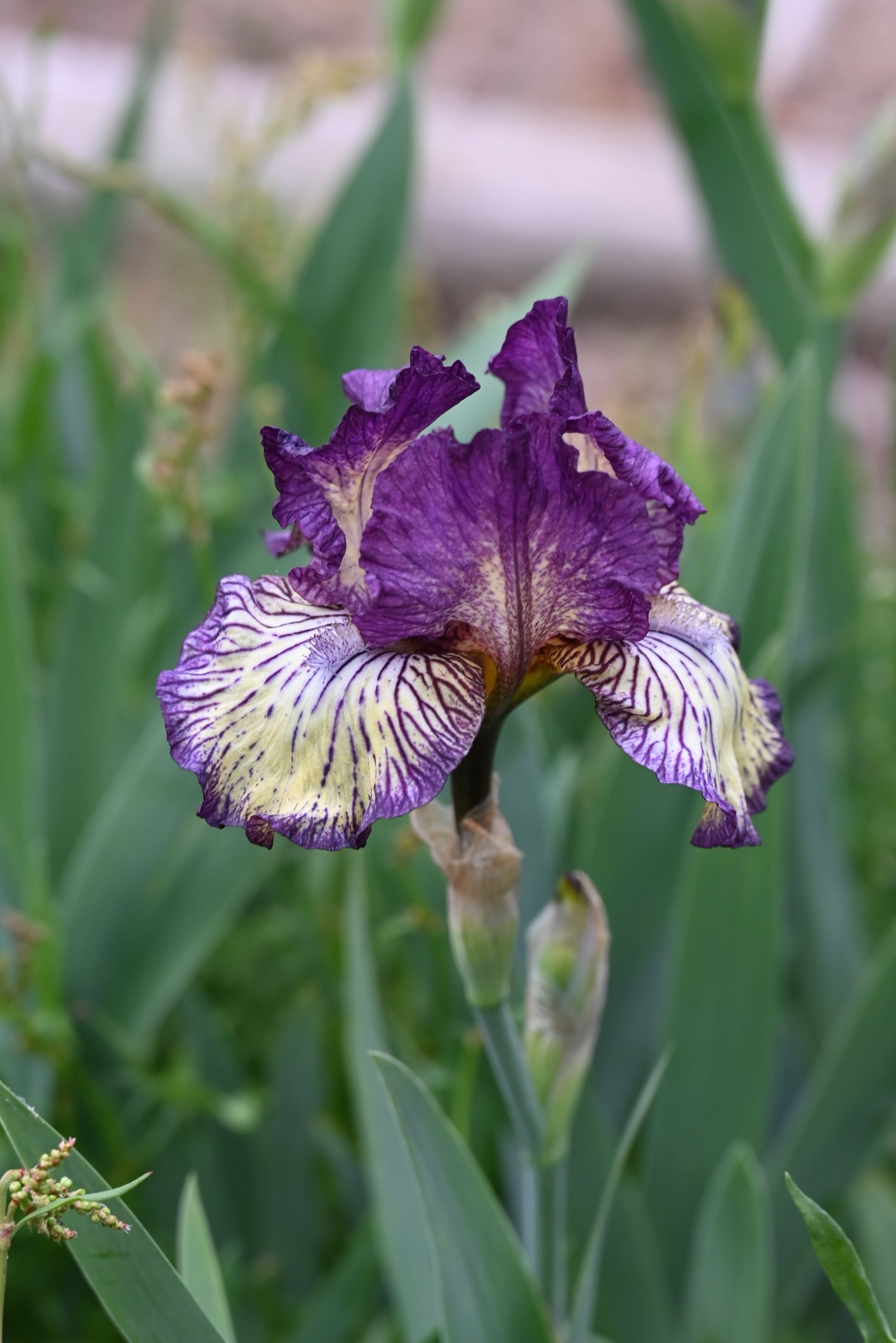 The flower Gnu Rayz - Intermediate Bearded Iris (IB)