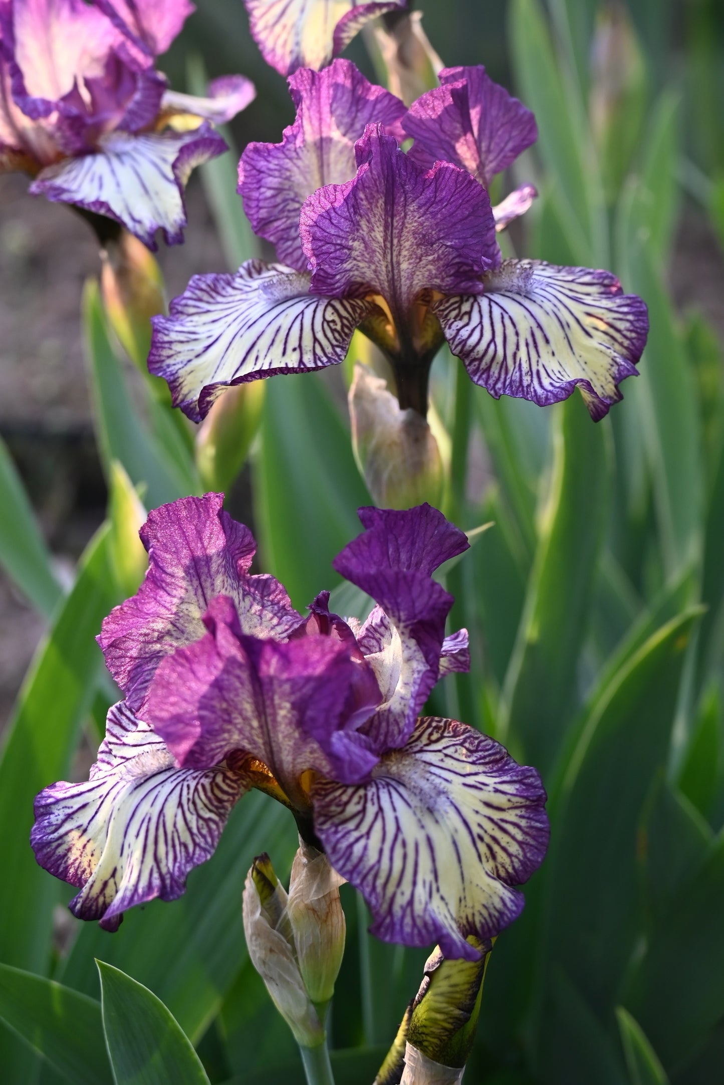 The flower Gnu Rayz - Intermediate Bearded Iris (IB)