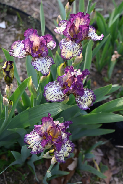 The flower Gnu Rayz - Intermediate Bearded Iris (IB)