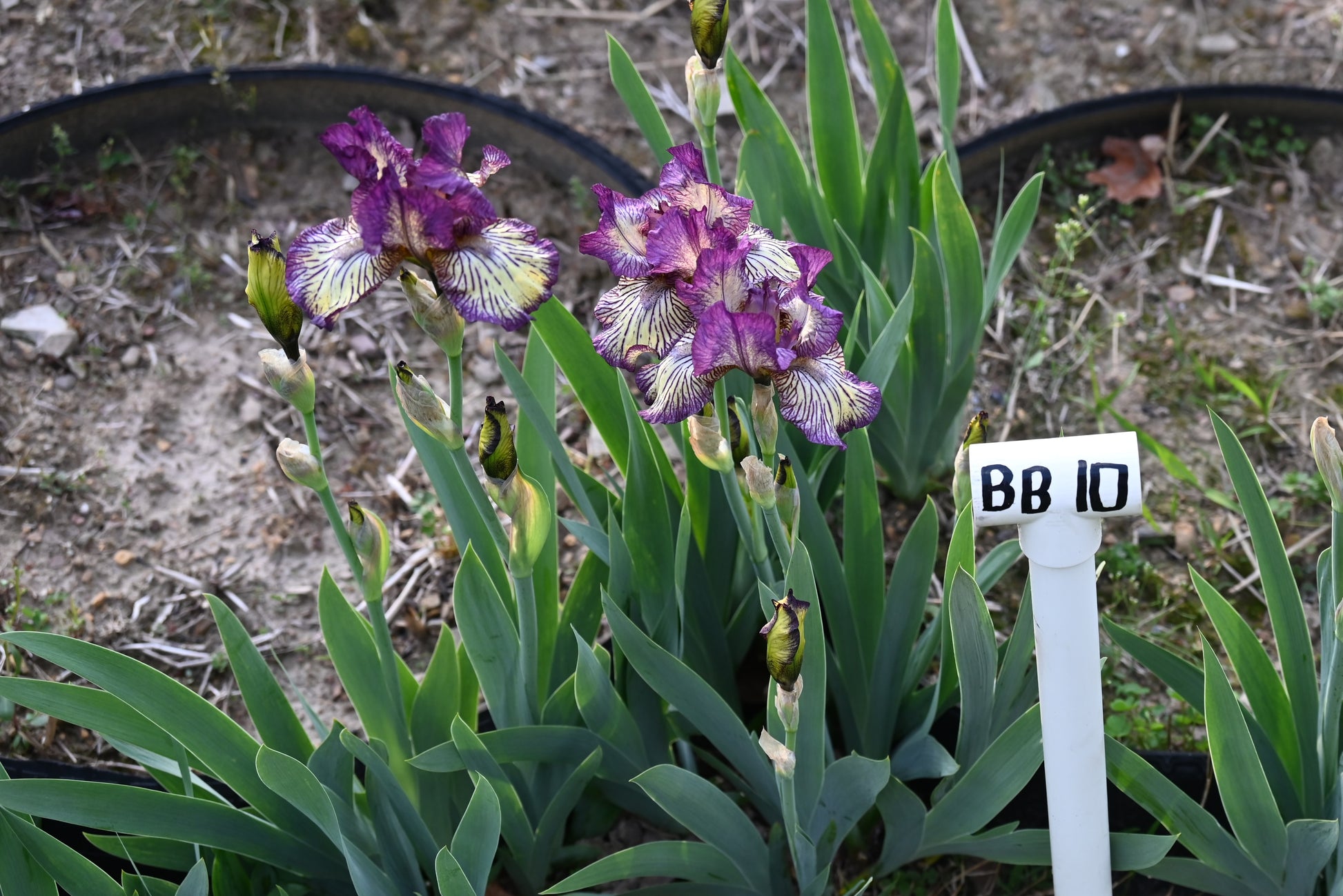 The flower Gnu Rayz - Intermediate Bearded Iris (IB)