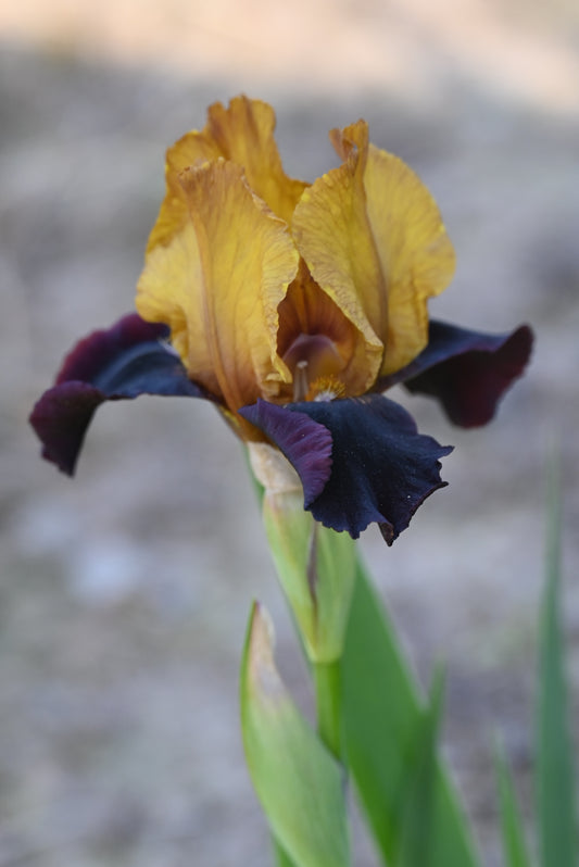 The flower Orageux - Intermediate Bearded Iris (IB)