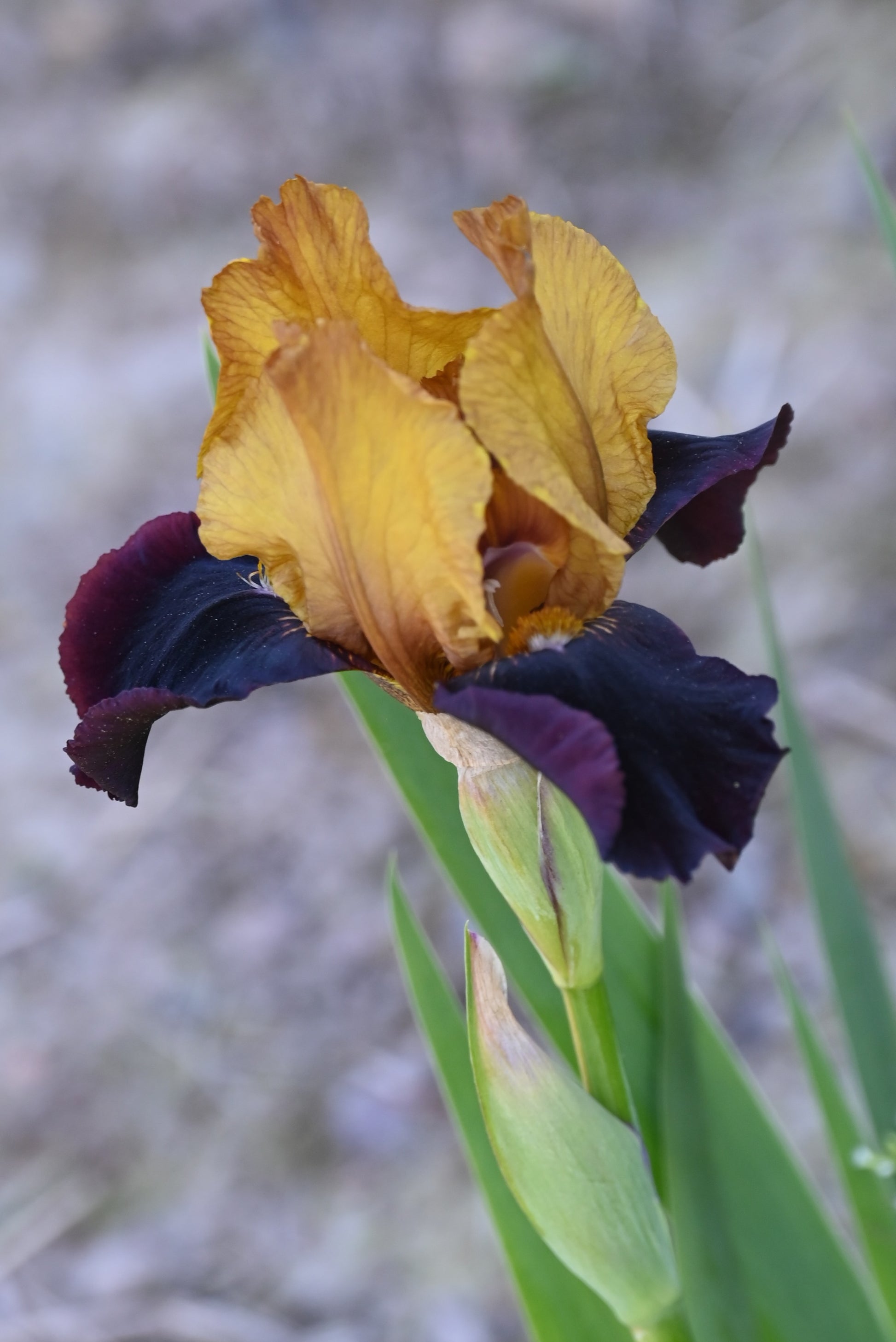 The flower Orageux - Intermediate Bearded Iris (IB)