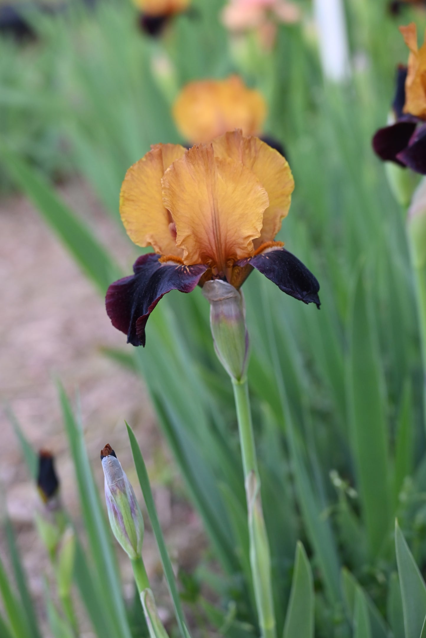 The flower Orageux - Intermediate Bearded Iris (IB)