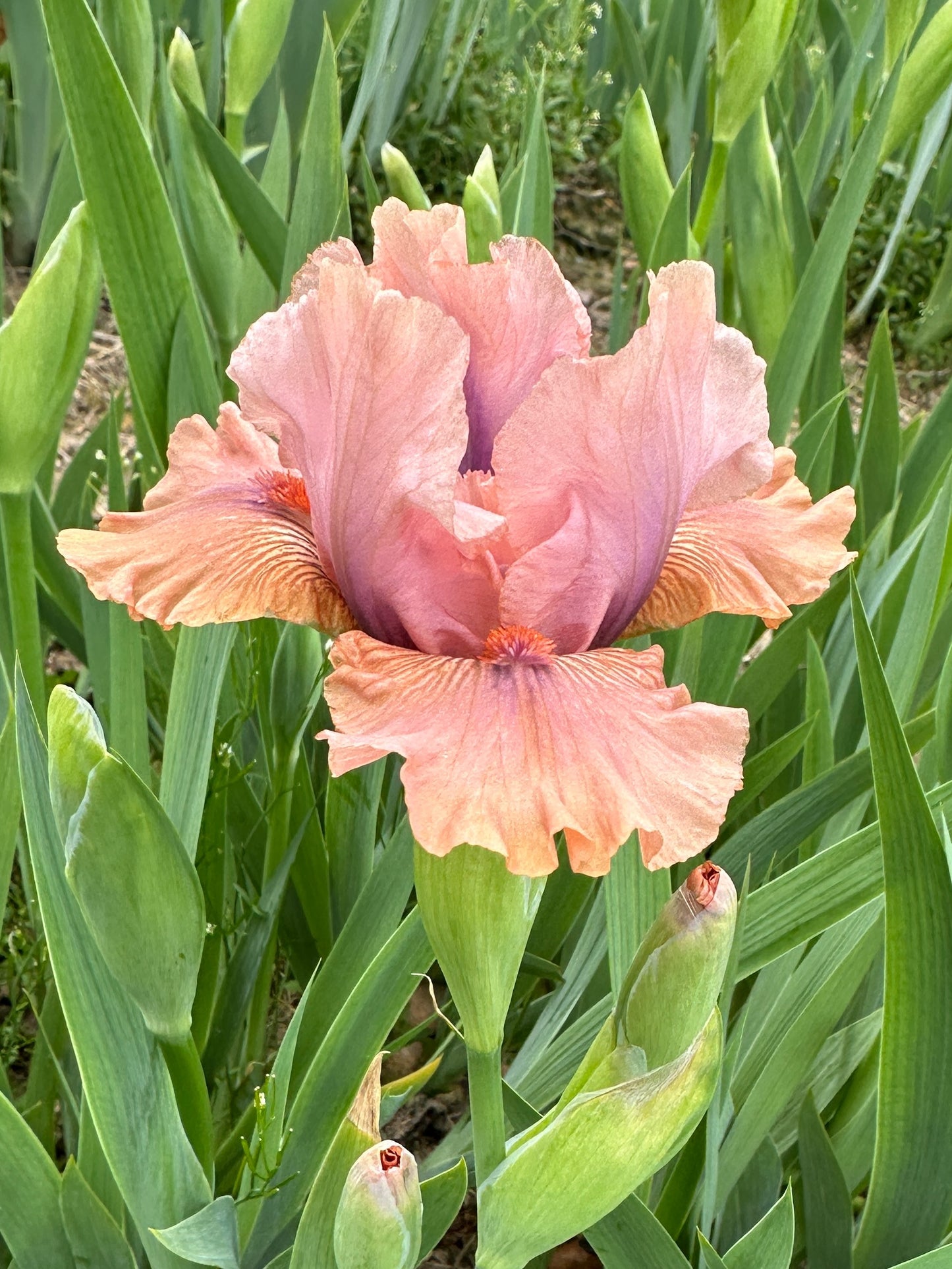 The flower Let's Elope - Intermediate Bearded Iris (IB)